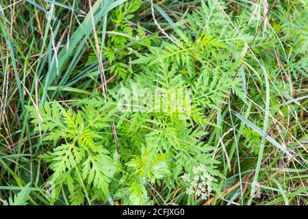 L'herbe à poux commune Ambrosia artemisiifolia vue de dessus dans les terres herbeuses, Hongrie Banque D'Images