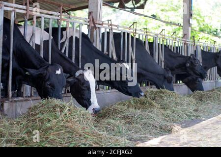 Les vaches dans le stylo étirent leur tête pour se brouter. Banque D'Images