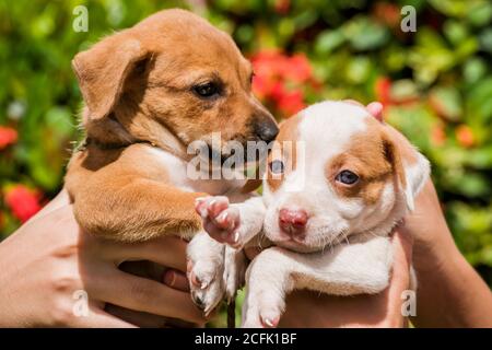 Deux chiots mignons étant tenus par des mains humaines, l'un d'eux regarde l'autre tandis que le dernier regarde la caméra. Banque D'Images