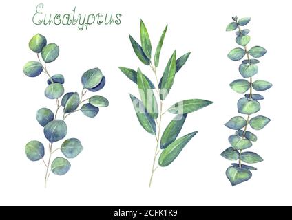 Feuilles d'eucalyptus et branches bleu vert ensemble isolé sur fond blanc. Aquarelle dessin à la main délicate illustration botanique. Pour une conception originale Banque D'Images