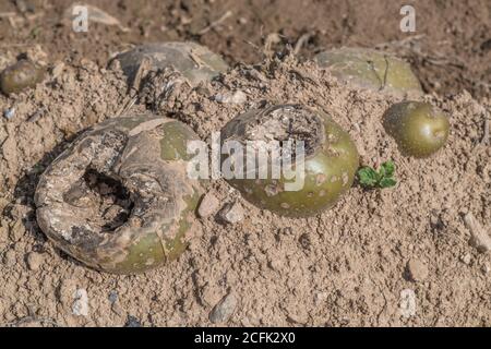 Maladie endommagée / pomme de terre malade. Peut-être l'effet de la gangrène de la pomme de terre une fois que la pomme de terre a tué, mais incertain. Pomme de terre pourrie en gros plan. Banque D'Images