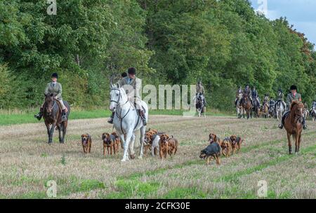 Temple Bruer, Lincolnshire, Royaume-Uni. 6 septembre 2020. L'automne arrive alors que les Cranwell Bloodhounds se rencontrent pour leur premier exercice de chien de la saison. Le huntsman, M. Frank Goddard, était à la tête de la meute qui attirait les adeptes du pied et les cavaliers montés. Credit: Matt Limb OBE/Alamy Live News Banque D'Images