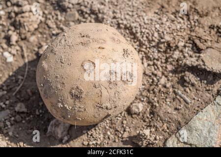 Maladie endommagée / pomme de terre malade. Il s'agit peut-être d'une maladie de la CCAB poudreuse. Pomme de terre Scabby. Banque D'Images