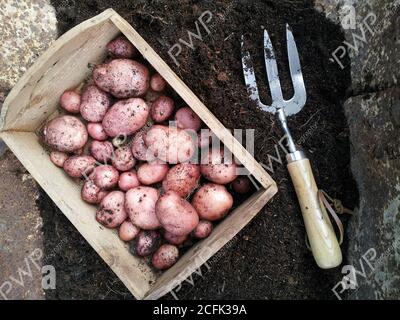 Récolte de pommes de terre de jardin Banque D'Images