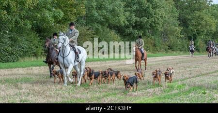 Temple Bruer, Lincolnshire, Royaume-Uni. 6 septembre 2020. L'automne arrive alors que les Cranwell Bloodhounds se rencontrent pour leur premier exercice de chien de la saison. Le huntsman, M. Frank Goddard, était à la tête de la meute qui attirait les adeptes du pied et les cavaliers montés. Credit: Matt Limb OBE/Alamy Live News Banque D'Images