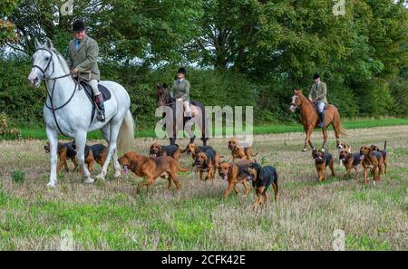 Temple Bruer, Lincolnshire, Royaume-Uni. 6 septembre 2020. L'automne arrive alors que les Cranwell Bloodhounds se rencontrent pour leur premier exercice de chien de la saison. Le huntsman, M. Frank Goddard, était à la tête de la meute qui attirait les adeptes du pied et les cavaliers montés. Credit: Matt Limb OBE/Alamy Live News Banque D'Images