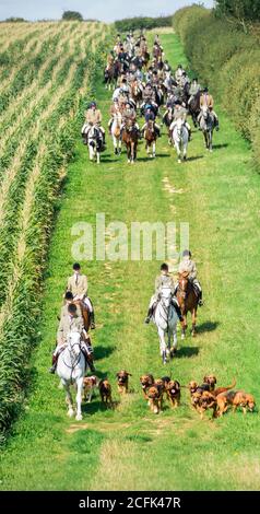 Temple Bruer, Lincolnshire, Royaume-Uni. 6 septembre 2020. L'automne arrive alors que les Cranwell Bloodhounds se rencontrent pour leur premier exercice de chien de la saison. Le huntsman, M. Frank Goddard, était à la tête de la meute qui attirait les adeptes du pied et les cavaliers montés. Credit: Matt Limb OBE/Alamy Live News Banque D'Images