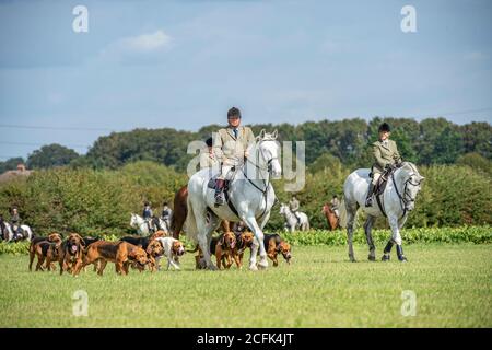 Temple Bruer, Lincolnshire, Royaume-Uni. 6 septembre 2020. L'automne arrive alors que les Cranwell Bloodhounds se rencontrent pour leur premier exercice de chien de la saison. Le huntsman, M. Frank Goddard, était à la tête de la meute qui attirait les adeptes du pied et les cavaliers montés. Credit: Matt Limb OBE/Alamy Live News Banque D'Images