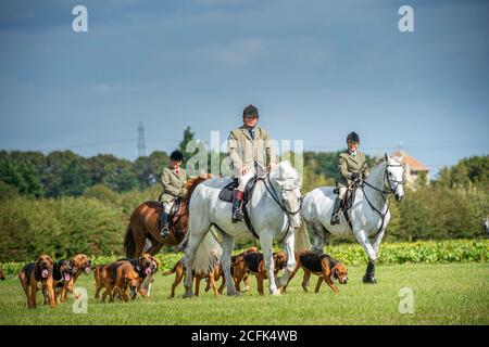 Temple Bruer, Lincolnshire, Royaume-Uni. 6 septembre 2020. L'automne arrive alors que les Cranwell Bloodhounds se rencontrent pour leur premier exercice de chien de la saison. Le huntsman, M. Frank Goddard, était à la tête de la meute qui attirait les adeptes du pied et les cavaliers montés. Credit: Matt Limb OBE/Alamy Live News Banque D'Images