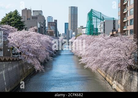Des cerisiers en fleurs délimitent la rivière Meguro à Tokyo. Banque D'Images