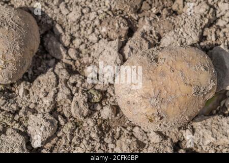 La surface de la peau de cette pomme de terre commence à se fissurer et à craquer. Se demander s'il s'agit peut-être des premiers stades de la maladie de la CCAB poudreuse, ou de la CCAB nettée Banque D'Images