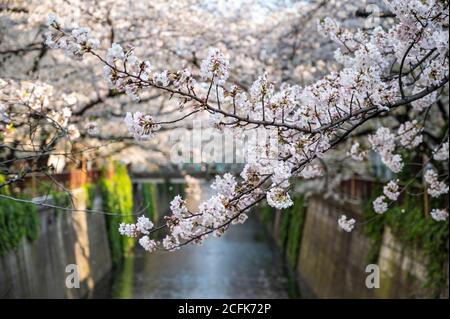 Cerisiers en fleurs surplombant la rivière Meguro à Tokyo. Banque D'Images