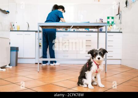 Chien assis sur le sol de la clinique vétérinaire regardant la caméra , femme vétérinaire travaillant sur l'arrière-plan Banque D'Images