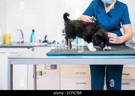 Anonyme femme en uniforme médical examinant mignon chiot sur table dans la clinique vétérinaire moderne Banque D'Images