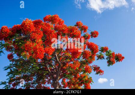 Royal Poinciana, flamboyant, Flame Tree, Delonix Regia. Banque D'Images