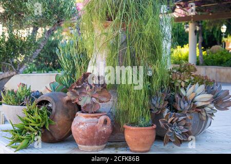 plantes succulentes en pots de terre cuite dans le jardin méditerranéen Banque D'Images