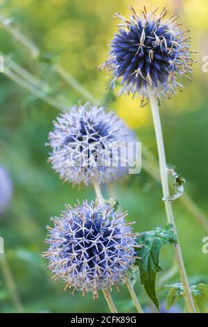 globe thistle echinops en bleu macro Banque D'Images