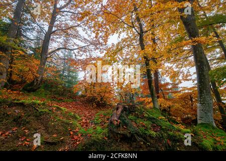 hêtre dans un feuillage coloré. paysage de forêt brumeux. feuillage coloré. arrière-plan de la nature Banque D'Images