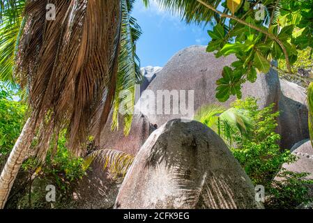 Magnifique plage paradisiaque pittoresque avec des rochers en granit, du sable blanc et des palmiers sur un paysage tropical, Seychelles. Banque D'Images