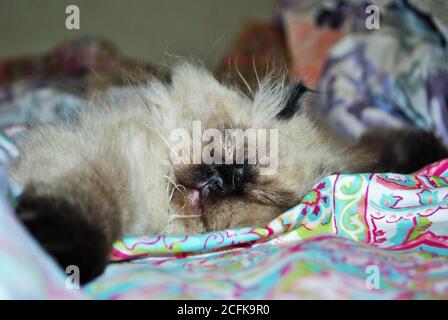 Chaton himalayen endormi dans un lit Banque D'Images