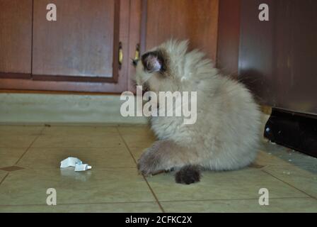 Itty morty kitten himalayan jouant dans la cuisine Banque D'Images