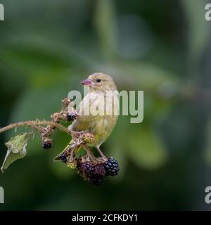 Greenfinch perché sur une branche de la ruée Banque D'Images