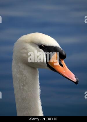 Gros plan de Mute Swan Cygnus Olor Banque D'Images