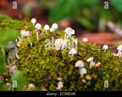 Jeunes champignons Liberty Cap (Psilocybe semilanceata) également connus sous le nom de champignons magiques, Bedfordshire, Angleterre Banque D'Images