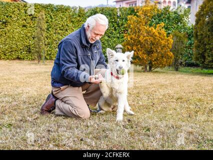 Homme senior jouant avec le chiot Berger blanc suisse dans le jardin. Banque D'Images