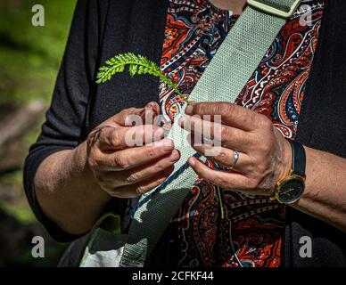 Birgit Dyla tient une feuille plumeuse à la lumière du soleil lors d'un atelier sur la cueillette et la cuisine avec des herbes sauvages à Grevenbroich, en Allemagne, peut-être de la mille-feuille (Achillea millefolium). Banque D'Images