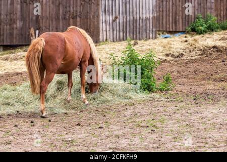 Un beau cheval brun tombe dans un enclos plein de fleurs sauvages Banque D'Images
