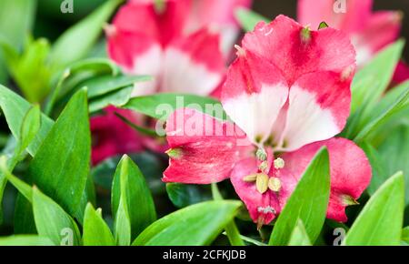 Alstroemeria Inticancha 'Romance' Lily péruvienne Banque D'Images