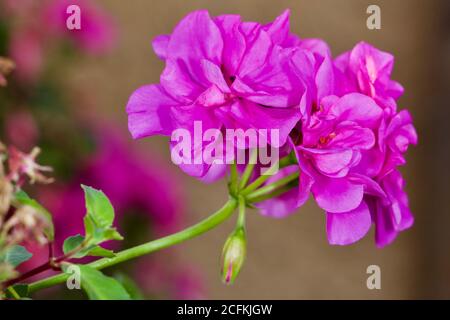 Magnifique géranium rose Banque D'Images