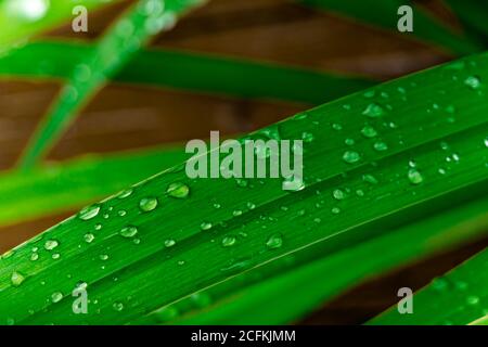 Waterdrops on grass Banque D'Images