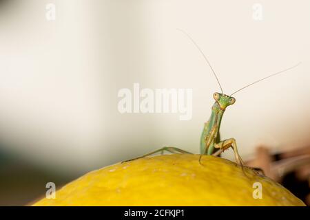 Mantis vert de prière perchée sur un citron jaune Banque D'Images