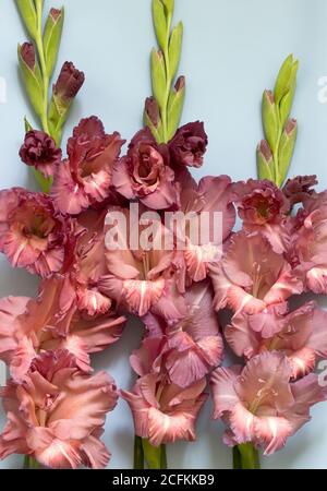 Fleurs et bourgeons d'un gladiolus inhabituel sur fond bleu, carte de voeux. Banque D'Images
