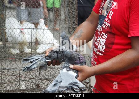 Kolkata, Inde. 06e août 2020. Les vendeurs vendent des pigeons à des clients à l'intérieur du marché des animaux de compagnie.après 164 jours, le marché hebdomadaire des animaux de compagnie rouvre à nouveau avec le maintien de la distance sociale et les normes COVID-19 avec des vendeurs limités sur le marché. Le marché hebdomadaire des animaux de compagnie a été fermé en raison de la pandémie du 25 mars 2020. (Photo de Satyajit Shaw/Pacific Press) crédit: Pacific Press Media production Corp./Alay Live News Banque D'Images