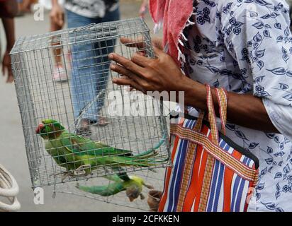 Kolkata, Inde. 06e août 2020. Les vendeurs vendent des perroquets illégalement à des clients à l'intérieur du marché des animaux de compagnie.après 164 jours, le marché hebdomadaire des animaux de compagnie rouvre à nouveau avec le maintien de la distance sociale et les normes COVID-19 avec des vendeurs limités sur le marché. Le marché hebdomadaire des animaux de compagnie a été fermé en raison de la pandémie du 25 mars 2020. (Photo de Satyajit Shaw/Pacific Press) crédit: Pacific Press Media production Corp./Alay Live News Banque D'Images