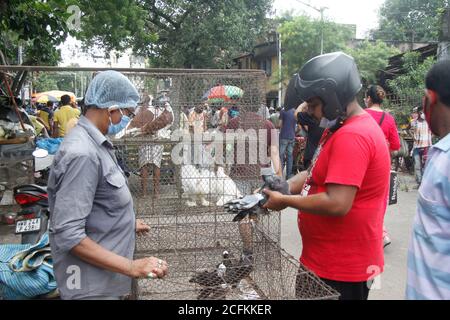 Kolkata, Inde. 06e août 2020. Les vendeurs vendent des pigeons à des clients à l'intérieur du marché des animaux de compagnie.après 164 jours, le marché hebdomadaire des animaux de compagnie rouvre à nouveau avec le maintien de la distance sociale et les normes COVID-19 avec des vendeurs limités sur le marché. Le marché hebdomadaire des animaux de compagnie a été fermé en raison de la pandémie du 25 mars 2020. (Photo de Satyajit Shaw/Pacific Press) crédit: Pacific Press Media production Corp./Alay Live News Banque D'Images