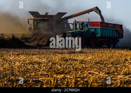 Oborniki, Pologne. 11 août 2020. Une récolteuse déverse la plante de grain dans un wagon de tracteur utilisé pour nourrir les animaux sur la grande Voïvodeship de Pologne. Crédit : Omar marques/SOPA Images/ZUMA Wire/Alamy Live News Banque D'Images