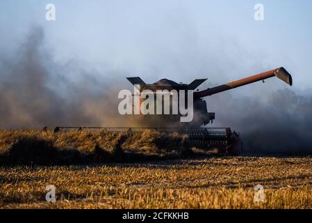 Oborniki, Pologne. 11 août 2020. Une moissonneuse récolte des plantes céréalières utilisées pour nourrir les animaux de la Voïvodeship de la Grande Pologne. Crédit : Omar marques/SOPA Images/ZUMA Wire/Alamy Live News Banque D'Images
