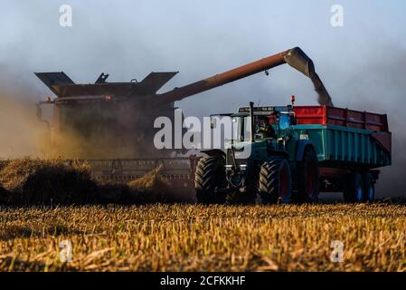 Oborniki, Pologne. 11 août 2020. Une récolteuse déverse la plante de grain dans un wagon de tracteur utilisé pour nourrir les animaux sur la grande Voïvodeship de Pologne. Crédit : Omar marques/SOPA Images/ZUMA Wire/Alamy Live News Banque D'Images
