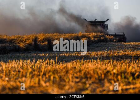 Oborniki, Pologne. 11 août 2020. Une moissonneuse récolte des plantes céréalières utilisées pour nourrir les animaux à la Voïvodeship de la Grande Pologne. Crédit : Omar marques/SOPA Images/ZUMA Wire/Alamy Live News Banque D'Images