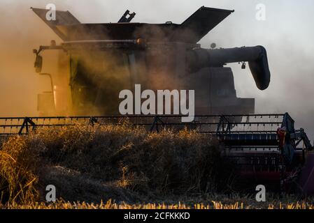 Oborniki, Pologne. 11 août 2020. Une moissonneuse récolte des plantes céréalières utilisées pour nourrir les animaux à la Voïvodeship de la Grande Pologne. Crédit : Omar marques/SOPA Images/ZUMA Wire/Alamy Live News Banque D'Images