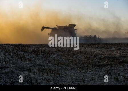 Oborniki, Pologne. 11 août 2020. Une moissonneuse récolte des plantes céréalières utilisées pour nourrir les animaux à la Voïvodeship de la Grande Pologne. Crédit : Omar marques/SOPA Images/ZUMA Wire/Alamy Live News Banque D'Images