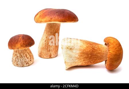 Trois Boletus sur fond blanc. Banque D'Images