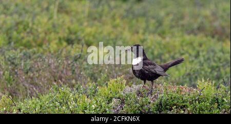 Anneau de l'ouzel collecte de la nourriture pour les poussins Banque D'Images