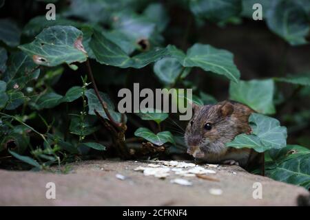 Une souris de champ dans le sauvage.Apodemus agarius Banque D'Images