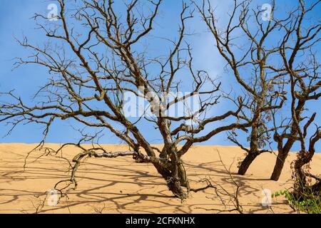 Arbres morts dans les dunes de sable du littoral national d'Indiana Dunes. Banque D'Images