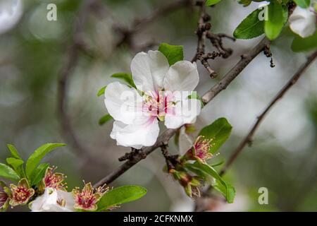 Un gros plan d'une fleur. Belle fleur d'amande. Amande de printemps avec fleurs blanches et roses sur les branches. Arrière-plan magique et naturel. Gros plan sur les amandiers fleuris. Photo de haute qualité Banque D'Images